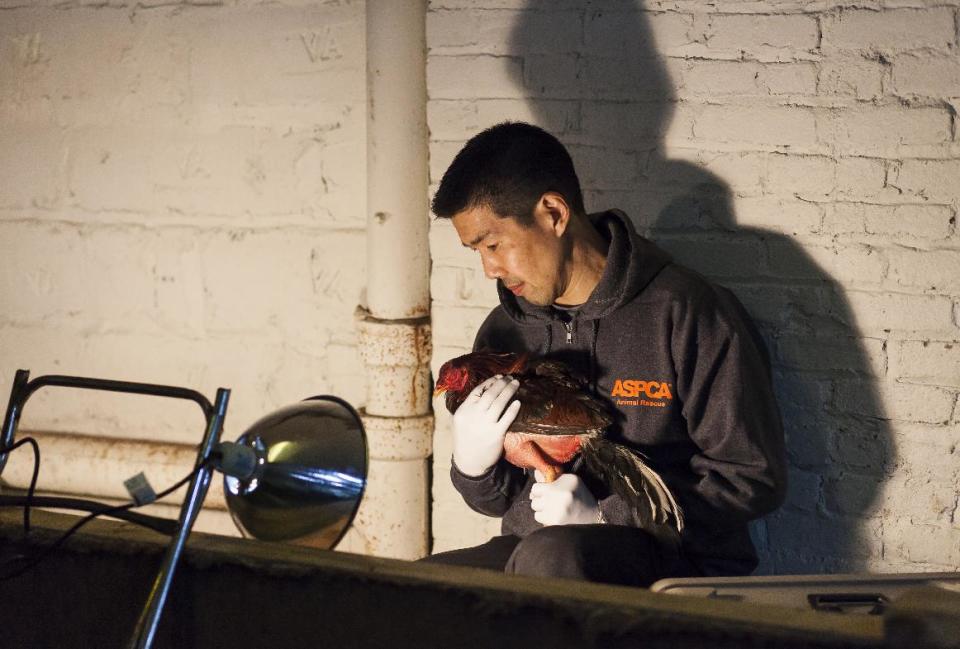 This photo provided by the ASPCA shows "Operation Angry Birds" in the Queens borough of New York, Saturday, Feb. 8, 2014. More than 3,000 birds were rescued in the three-county cockfighting takedown that began Saturday and ended Sunday in New York and resulted in nine felony arrests, according to the state Attorney General's Office. (AP Photo/ASPCA)