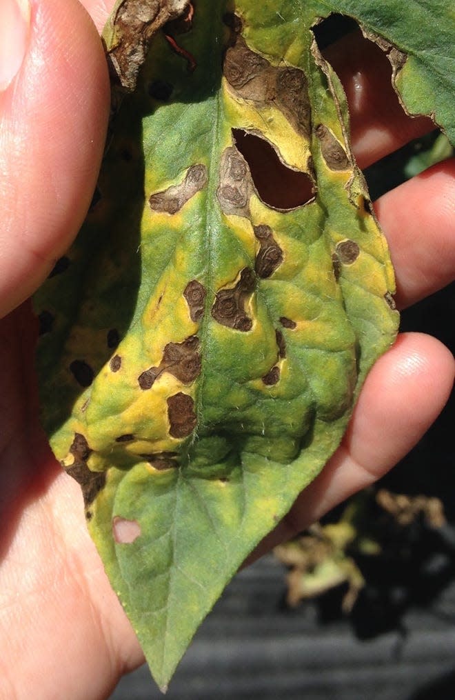 Early Blight spots are typically brownish-black with concentric rings.

[PROVIDED PHOTO]