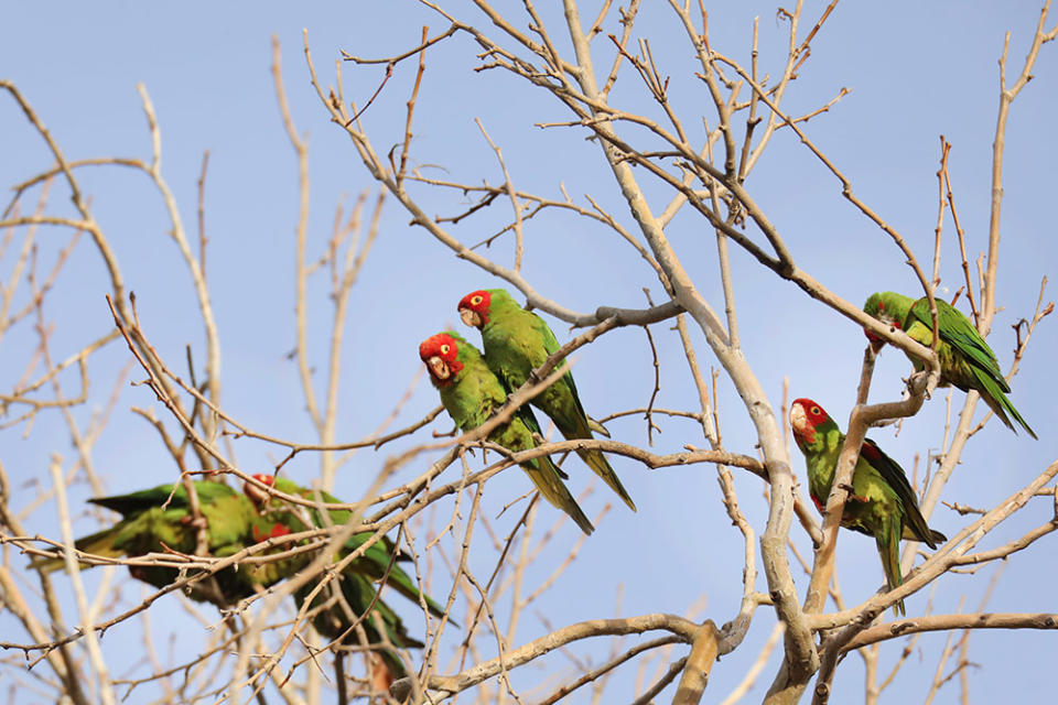 Seasonal parrots gather in a roost in Temple City on Jan. 23, 2023.