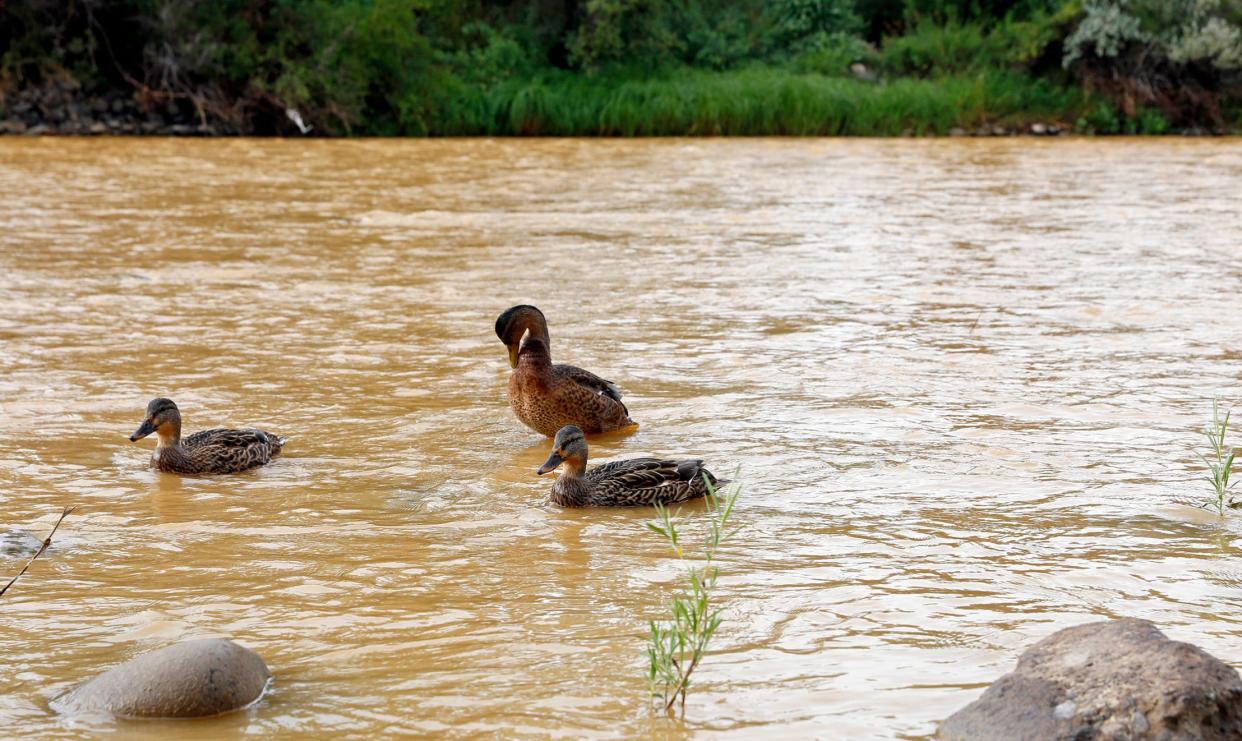 Ducks wade in the Animas River as orange sludge from a mine spill upstream flows past Berg Park in Farmington, N.M., on Saturday, Aug. 8, 2015. Wastewater from Colorado's Gold King Mine spilled into the river when a cleanup crew supervised by the Environmental Protection Agency accidentally breached a debris dam that had formed inside the mine. The mine has been inactive since 1923.