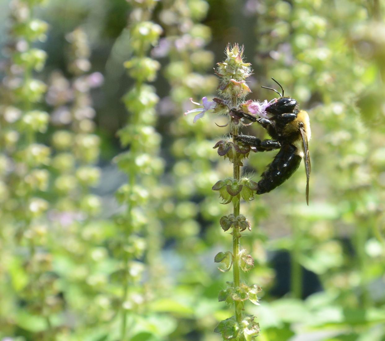 A bee makes its home on a Holy Basil plant in the garden at Habanera Farm in Tyaskin