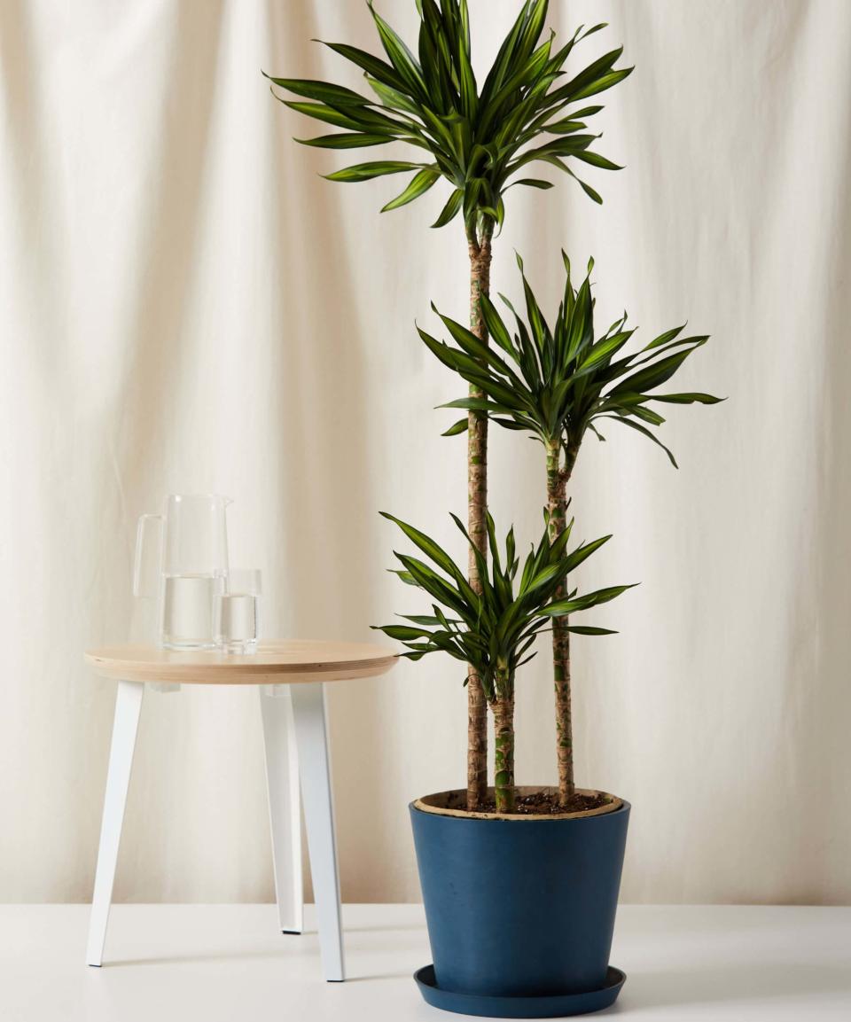 Dracaena Rikki Cane