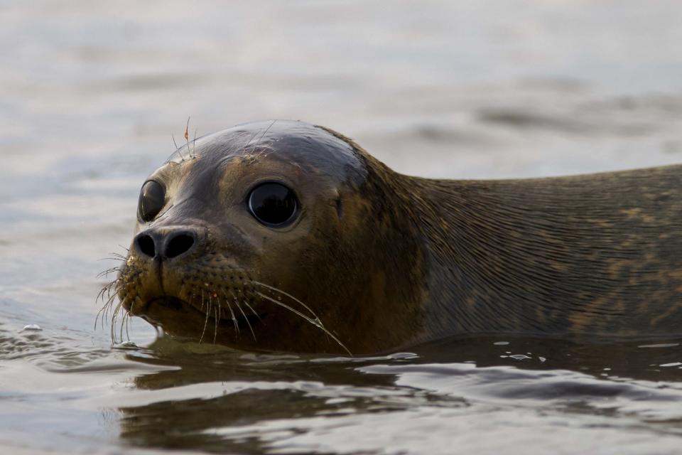 Sam Eagle, the young harbor seal rescued in November by the Marine Mammal Rescue team, was released back to the water Tuesday at a beach in Plymouth, Massachusetts.