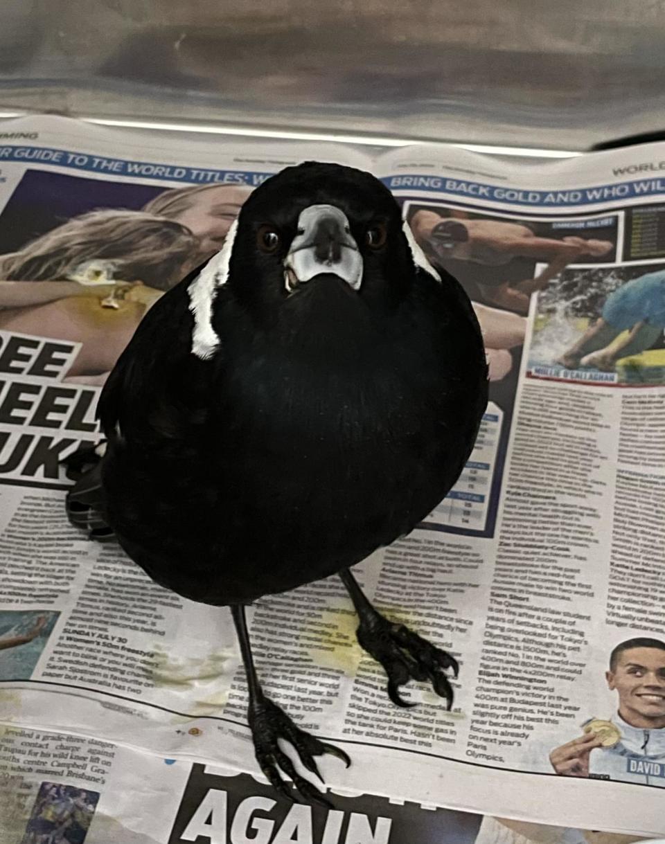 A magpie stands on newspaper in a cage at a vet in Cronulla, after being rescued from the water by a surfer.