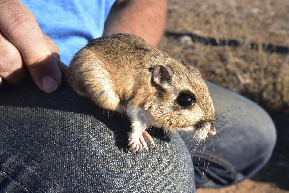 This image released by the U.S. Fish and Wildlife Service shows a Stephens’ kangaroo rat is seen on a person's knee as it’s held by the tail on Oct. 16, 2017. They have fur-lined external cheek pouches used to transport seeds and large hind legs used for jumping. Large sums of government money directed toward a handful of species means others, such as the kangaroo rat, have gone neglected in some cases for decades after they were given federal protections. (Joanna Gilkeson/USFWS via AP)