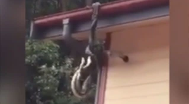 Two male carpet pythons have been filmed battling it out while hanging off the side of a house.  Source: Sunshine Coast Snake Catchers 24/7/ Facebook