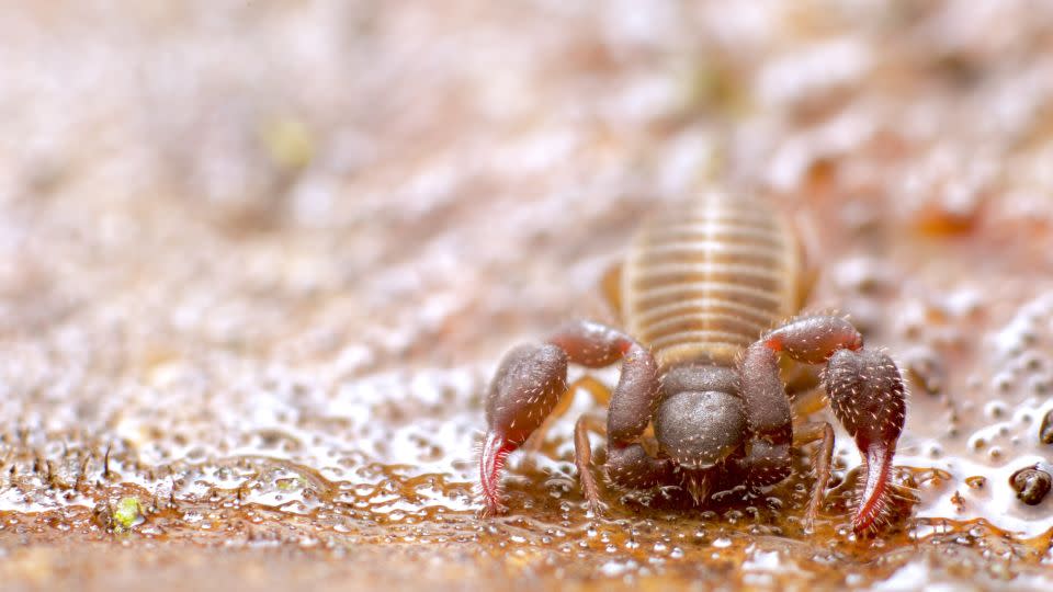 A pseudoscorpion photographed in the botanical gardens of Mexico City. - Andy Murray