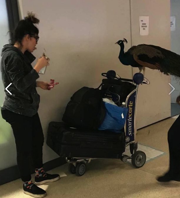 The woman reportedly attempted to board the flight with the peacock (The Jet Set)