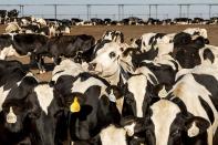 Cows stand in a corral at a Pixley, Calif., dairy farm on Monday, May 20, 2024. In recent decades, digesters that convert cow manure and other organic waste into biogas to create electricity or to fuel vehicles have spread nationally, and the number is expected to grow. (AP Photo/Noah Berger)