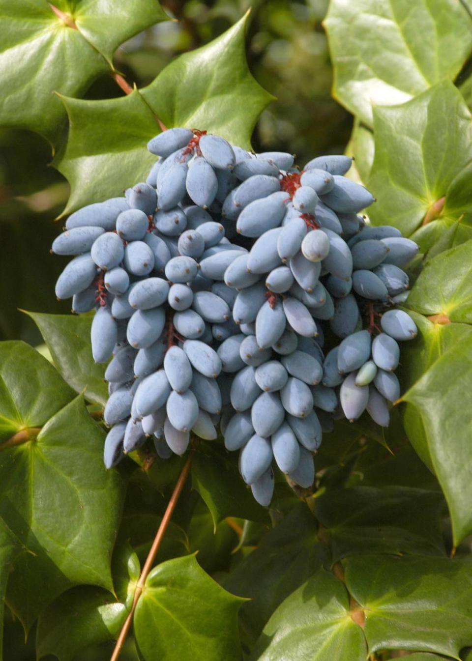 Leatherleaf mahonia flowers are followed quickly by large clusters of berries that look like gorgeous sprays of decorative grapes.