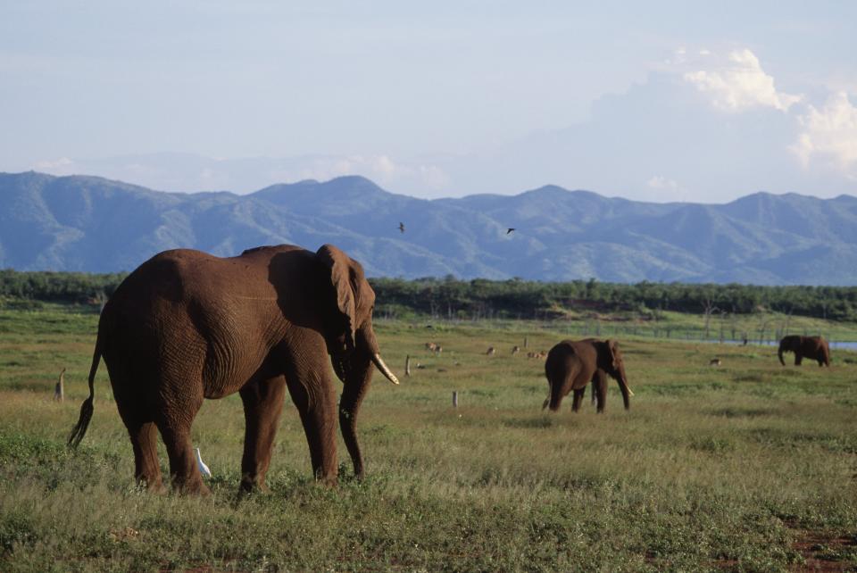 African bush elephants on Fothergill Island, Lake Kariba, Zimbabwe.  (Photo: DEA / G. SIOEN via Getty Images)