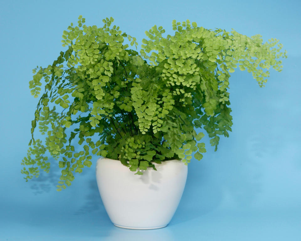 7. Delta maidenhair fern (Adiantum raddianum)