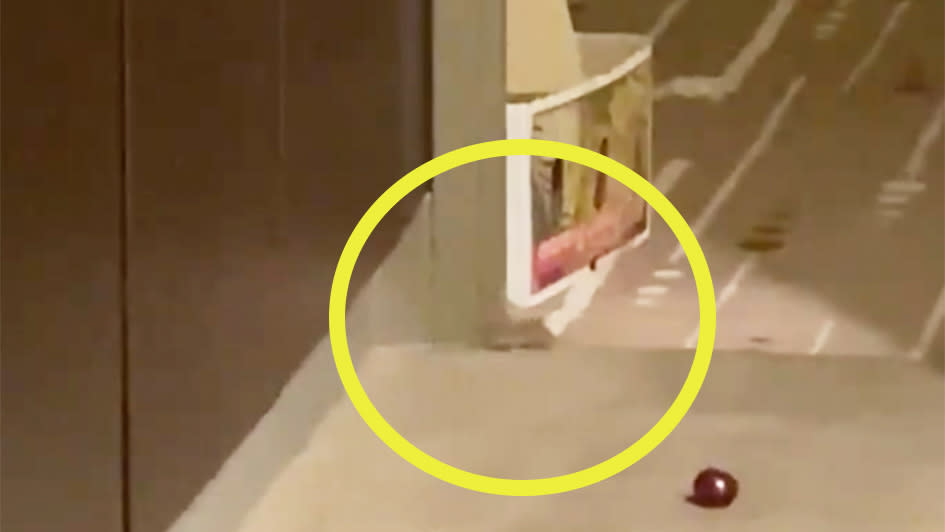 A mouse in tennis star Yulia Putintseva's second hotel quarantine room.