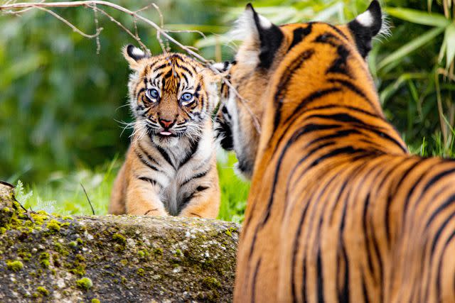 Photographer Captures Tender Moment Between Tiger Mom and Her Cubs