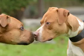 two Pit Bulls displaying aggression