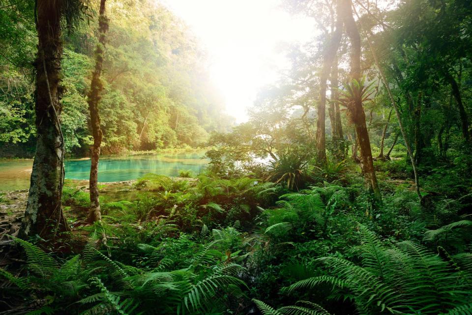 22 Little Things You Can Do To Help Save the Rainforests