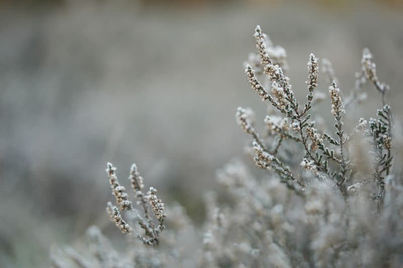 ▲今（7）日是「大雪」，氣象專家賈新興也表示，未來7~14天台灣皆受到東北季風影響，尤其北台灣將持續維持濕冷的天氣直到冬至前。（示意圖／取自pixabay）