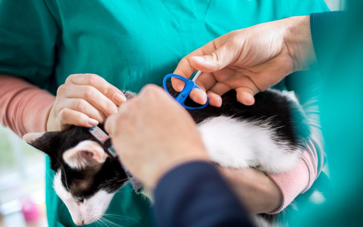 Owners will be required to microchip their cats – as dogs already are – so they can be tracked and identified if stolen and resold -  LuckyBusiness/iStockphoto