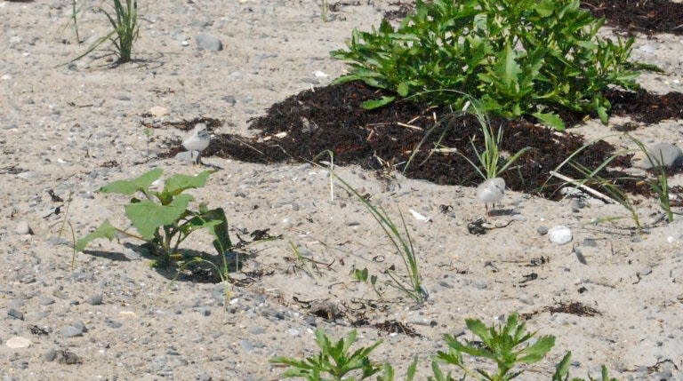 Two piping plovers scurry around the sand at Hampton Beach State Park on June 19, 2023.