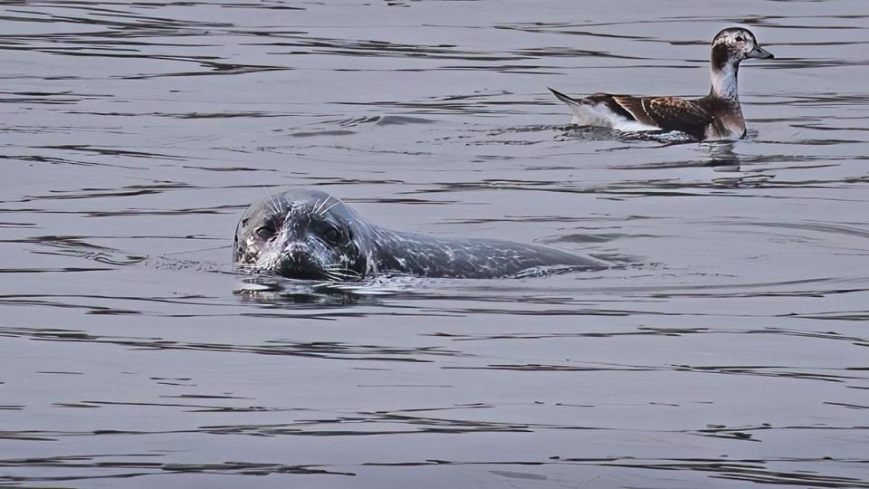 In this Jack Coughlin photograph, "Friends Out for a Swim," a seal and a long-tailed duck visit Drakes Island in Wells, Maine, back in December of 2023.