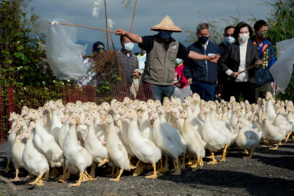 三星鄉紅柴林休閒農業區推廣復育傳統與鴨共生的「櫻桃鴨兵團」成軍。（縣府提供）