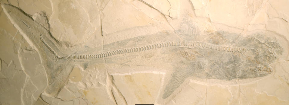 Photograph of the shark fossil.