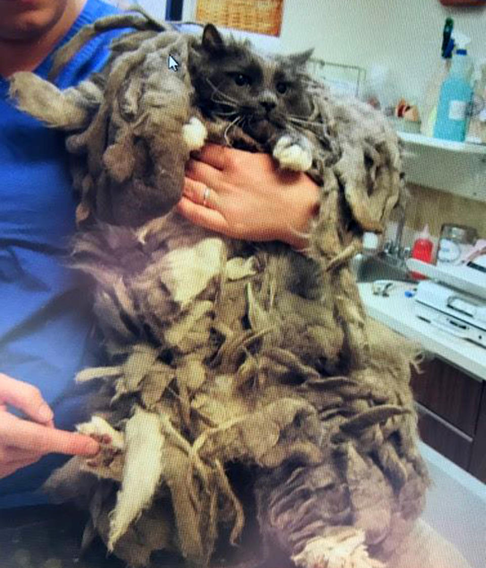 The Gardnerville matted cat was dropped off at an animal welfare. Source: Douglas County Animal Care & Services via Ferrari/Australscope