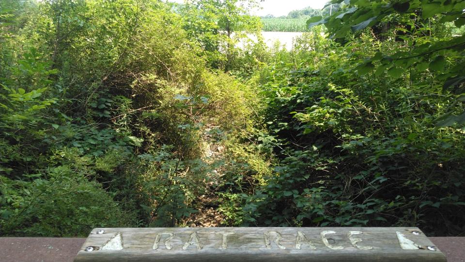 Scenery along the North Country Trail in Beaver County.