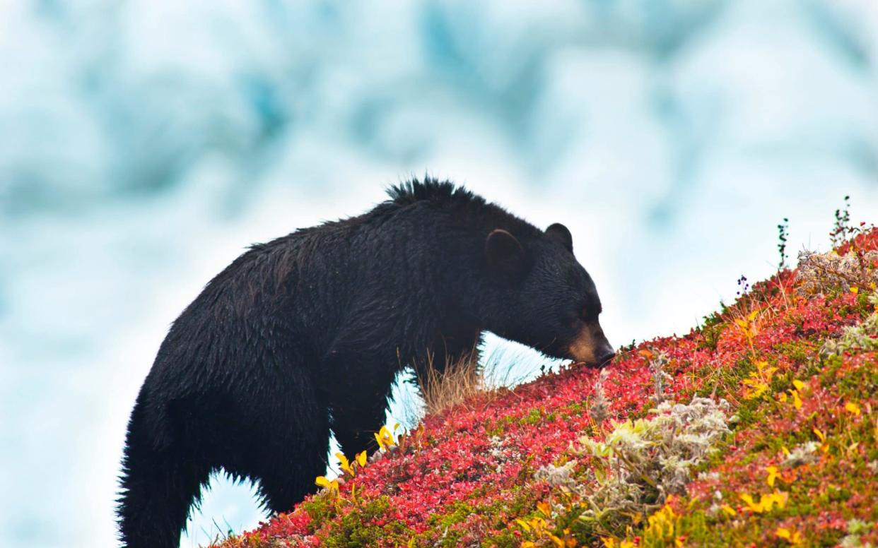 Black bears are farmed across Asia for their bile - Michael Jones/Getty Images
