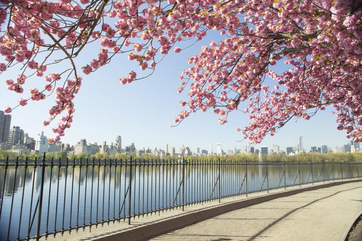 cherry blossoms and nyc skyline from central park