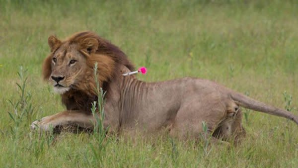 A lioness with a mane. Credit: Nova