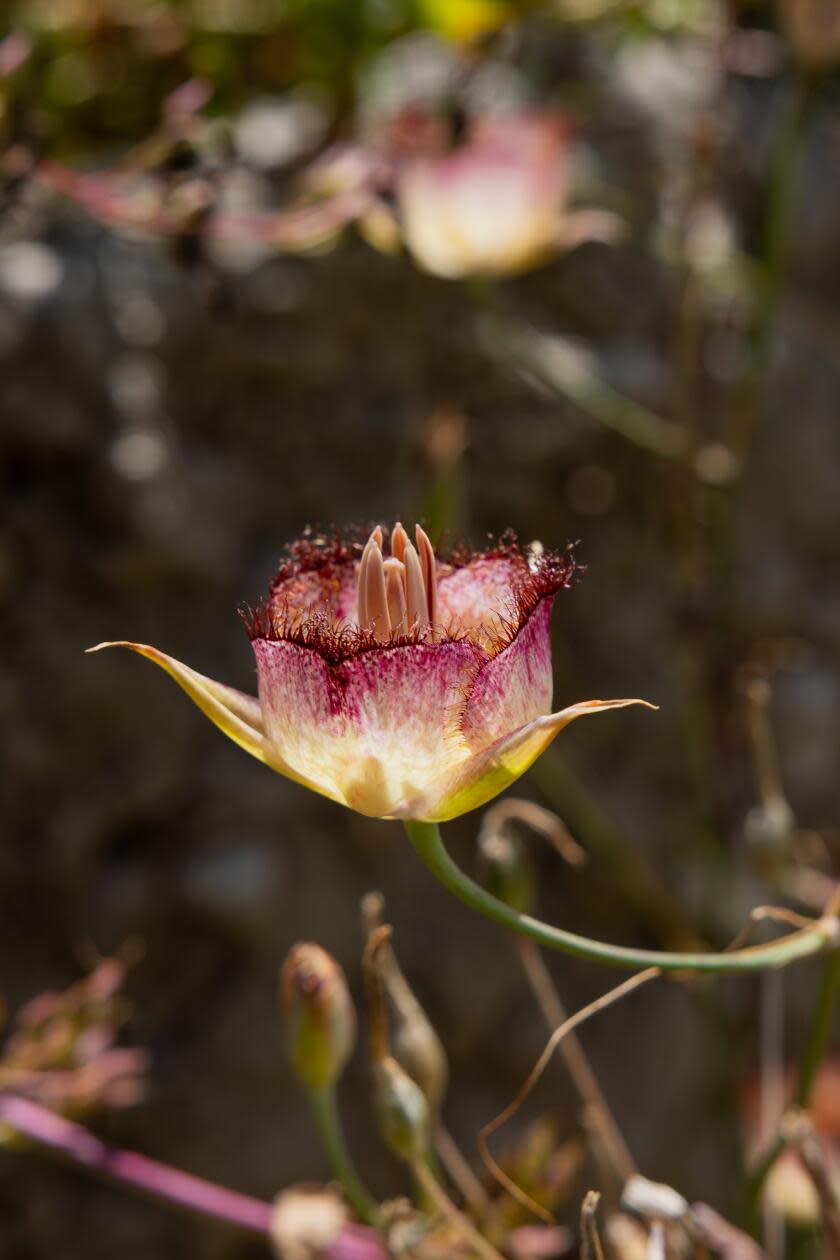 Plummer's mariposa lily.