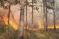 A prescribed burn takes place, April 5, 2023, in North Carolina. Groups of private landowners known as prescribed burn associations are cropping up throughout the South to prevent uncontrollable wildfires, and proving key to conservationists' effort to restore a fire-dependent longleaf pine range. (Courtesy of Keith Tribble via AP)