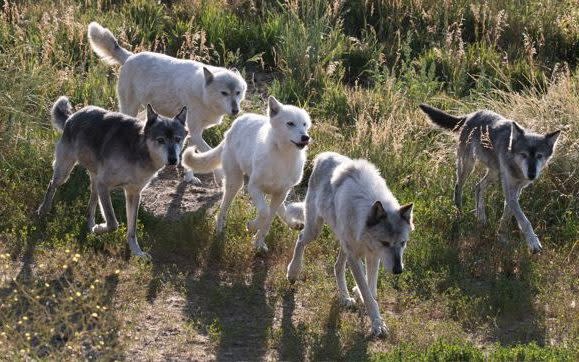 Wolves seen by Rebecca Barrett near her boarding house