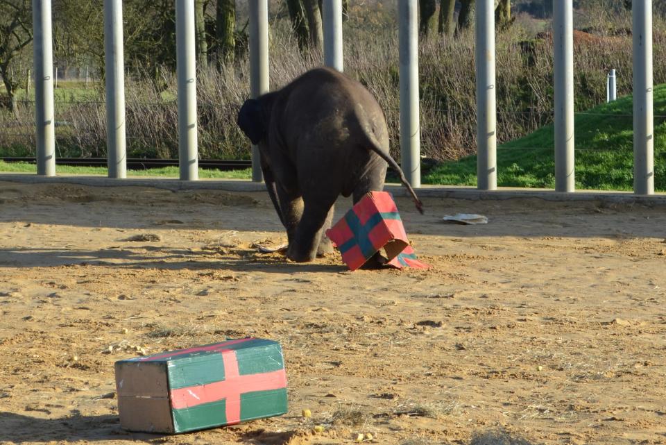 George, the male, loved playing with the empty cardboard box.