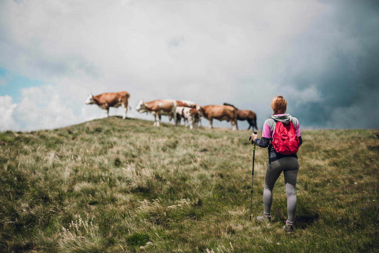 Wandererin begegnet Kühen auf einem Hügel