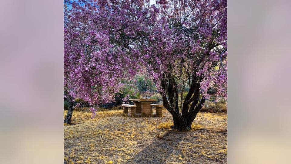 <div>You don't have to travel far to see stunning colors in nature! Doris Stafford took this in Glendale's Thunderbird Conservation Park</div>
