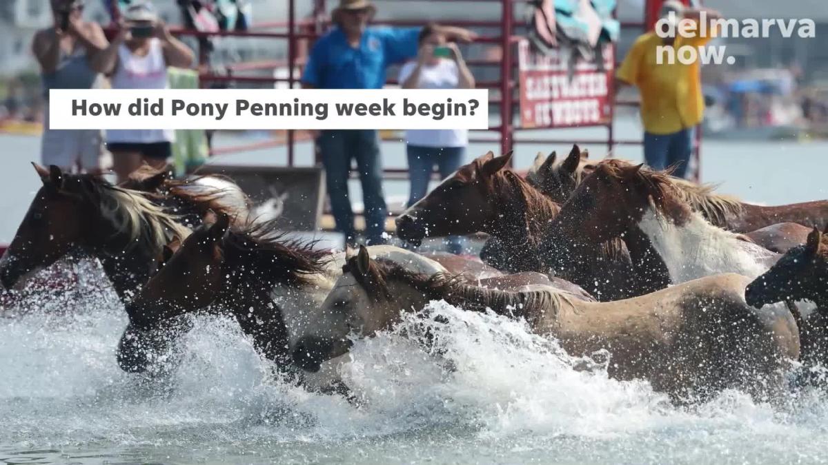 How Chincoteague Pony Swim and Penning Came About