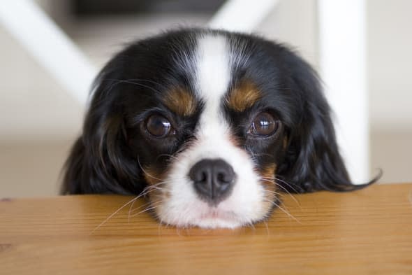 dog begging for food