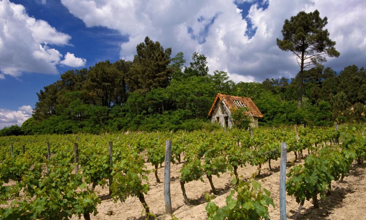 <span>Different bunch: a cabernet franc vineyard at Saint-Nicolas-de-Bourgueil.</span><span>Photograph: Cephas Picture Library/Alamy</span>