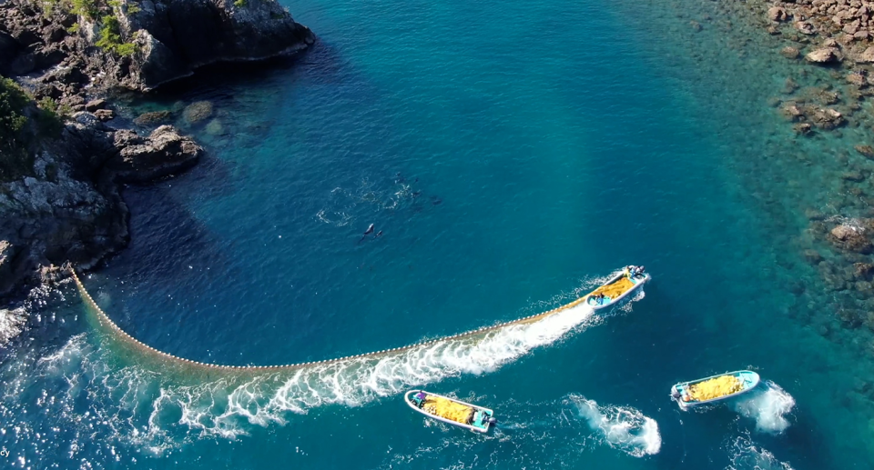 An aerial photo of a pod of 16 dolphins herded into Taiji's cove by hunters.