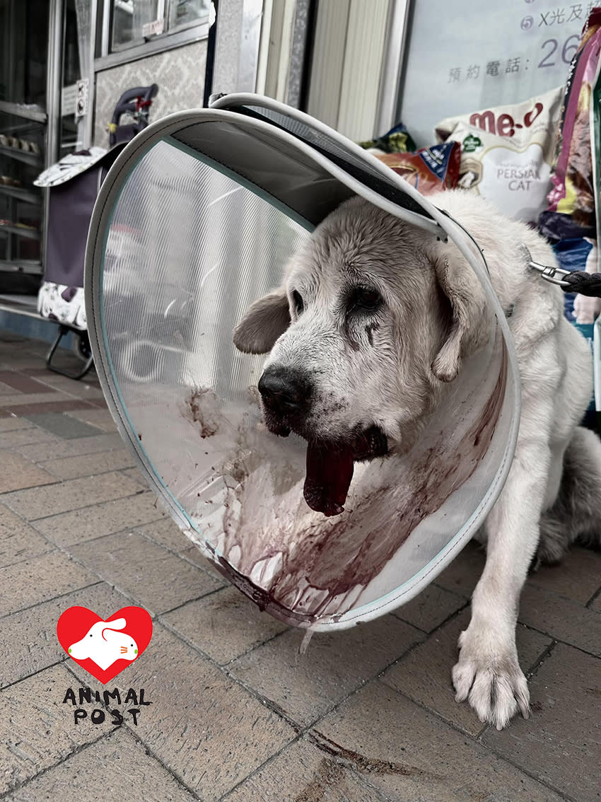 狗狗顎骨受重創，幸後來手術成功。