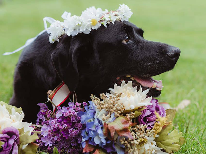 Colorado Bride's Dying Dog Carried Down Aisle at Her Wedding: 'He Had the Biggest Smile on His Face'| Wedding, Real People Stories