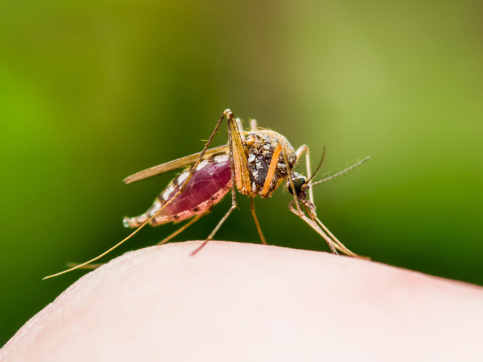 Los mosquitos se alimentan de sangre caliente y utilizan las antenas -que son su nariz- para elegir a sus víctimas. (Foto: Getty)