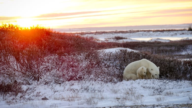 Wolves take down polar bear near Hudson Bay