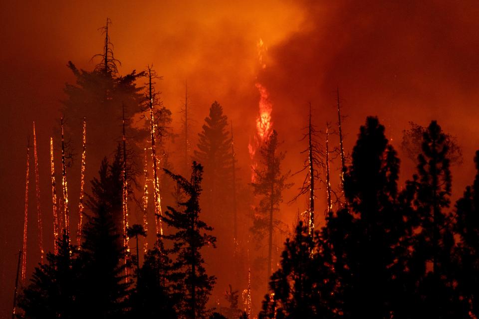 Burned trees in a forest as another is in flames.