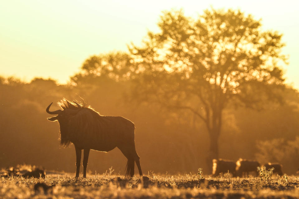 Wildebeest photographed on safari in Africa at sunset