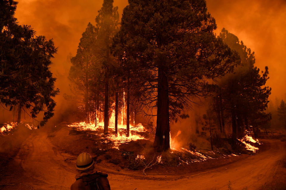 The Windy Fire Destroys Hundreds of Giant Sequoias