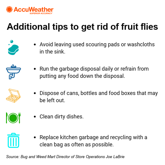 🍎 Day's Tip: Eliminate Fruit Flies & Gnats Effectively! 🚫