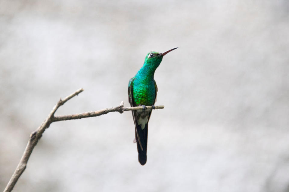 A bee hummingbird